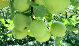 青苹果在线视频